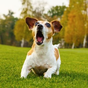 How To Train A Dog To Stop Barking On Command